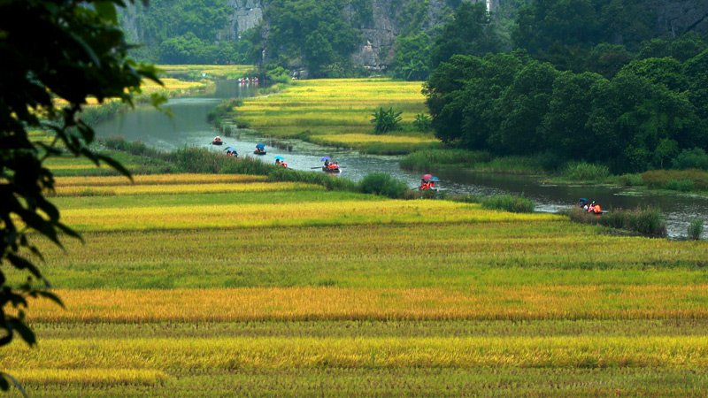 [-]Khách[-]Tây[-]ngỡ[-]ngàng[-]trước[-]vẻ[-]đẹp[-]Tam[-]Cốc[-]mùa[-]lúa[-]chín